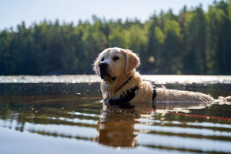 A golden retriever swimming in a serene lake surrounded by a green forest near Oslo, Norway.