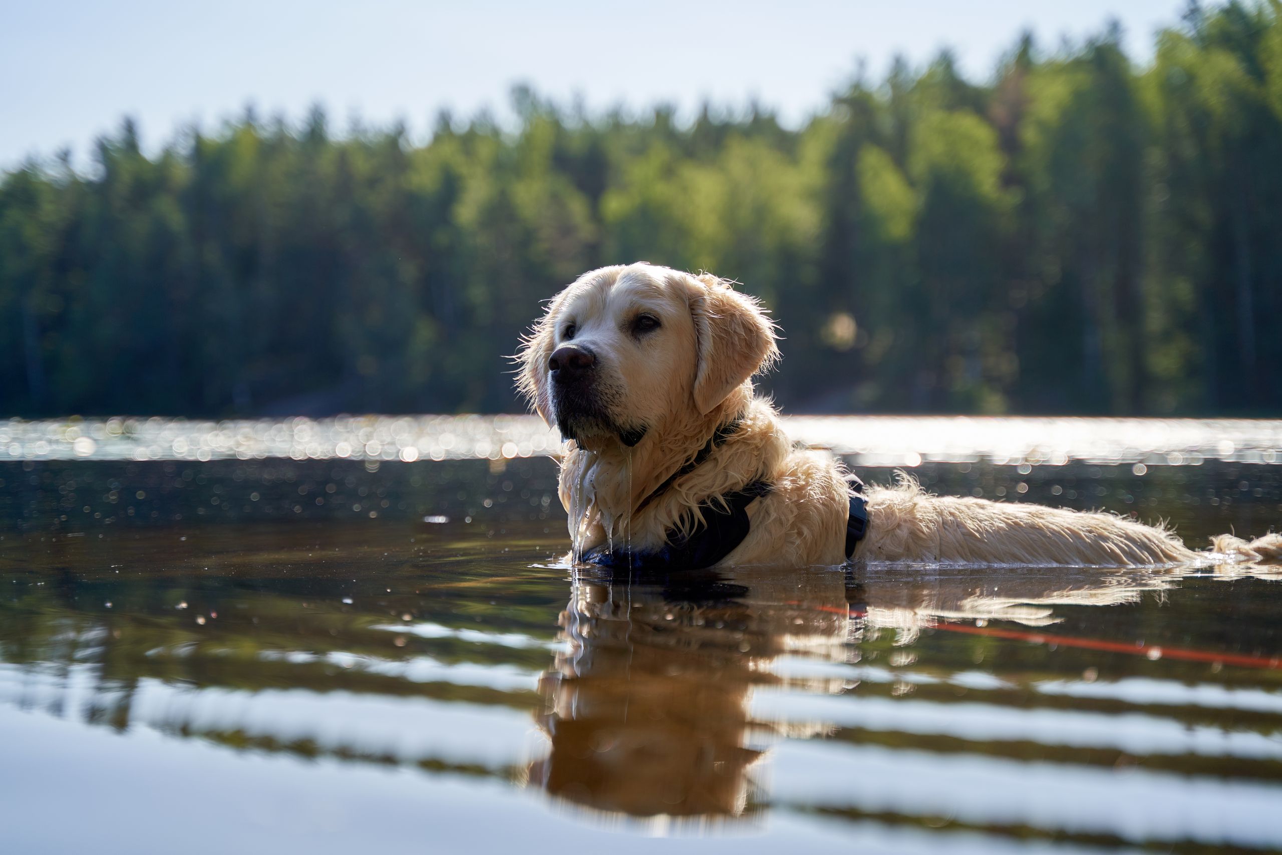 A golden retriever swimming in a serene lake surrounded by a green forest near Oslo, Norway.