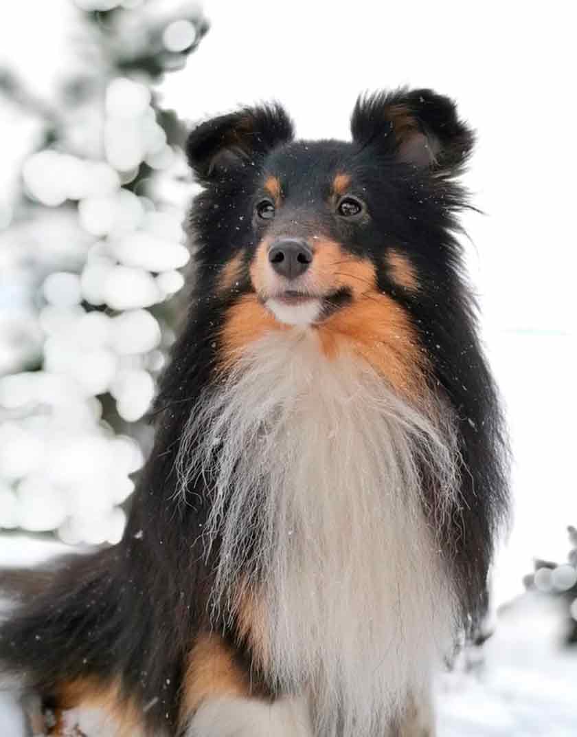 Shetlanninlammaskoira lumisessa maisemassa vapaana